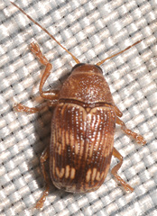 Cryptocephalus tinctus