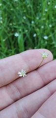 Stellaria longifolia