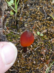 Hygrocybe singeri