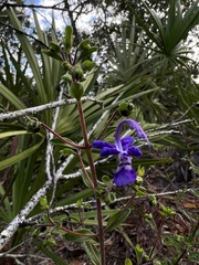 Trichostema suffrutescens