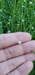 Stellaria longifolia