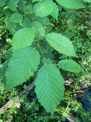 Alnus incana