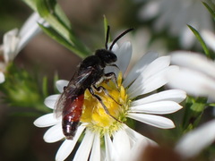Sphecodes davisii