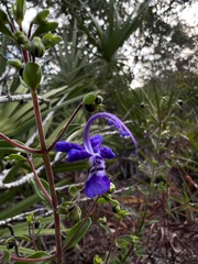 Trichostema suffrutescens