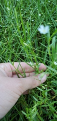 Stellaria longifolia