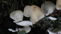 Pleurotus pulmonarius