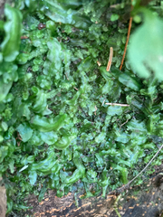 Pallavicinia lyellii