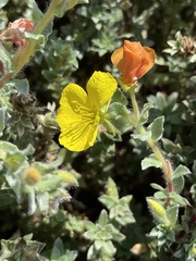 Camissoniopsis cheiranthifolia