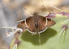 Thorybes cincta