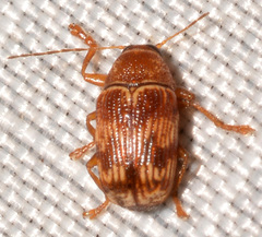Cryptocephalus tinctus