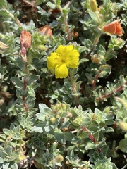 Camissoniopsis cheiranthifolia
