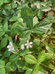 Rubus hispidus
