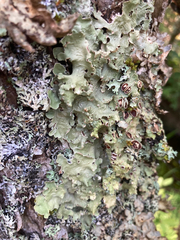 Ricasolia quercizans