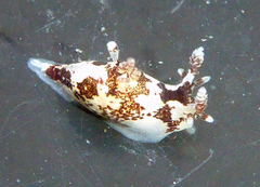 Ancula lentiginosa