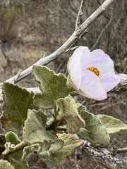 Malacothamnus foliosus