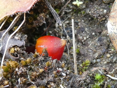 Hygrocybe singeri