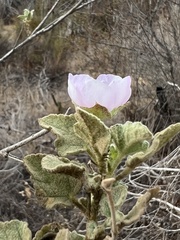 Malacothamnus foliosus