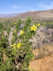 Giganteae