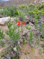 Zephyranthes phycelloides