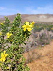 Giganteae