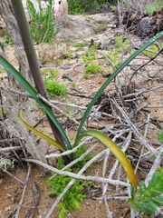 Zephyranthes phycelloides