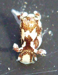 Ancula lentiginosa