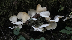 Pleurotus pulmonarius