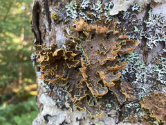 Pseudocyphellaria holarctica