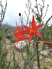 Zephyranthes phycelloides