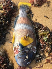 Notolabrus tetricus