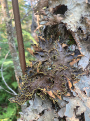 Pseudocyphellaria holarctica