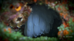 Sepioteuthis sepioidea