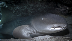 Ginglymostoma cirratum