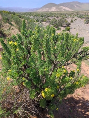 Giganteae