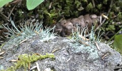 Pilophorus acicularis