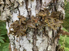 Pseudocyphellaria holarctica
