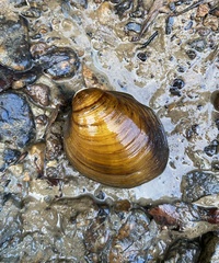 Fusconaia subrotunda