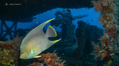Holacanthus bermudensis