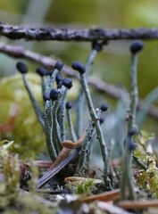 Pilophorus acicularis