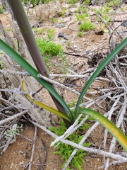Zephyranthes phycelloides