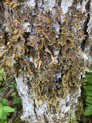 Pseudocyphellaria holarctica