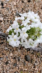 Zephyra compacta