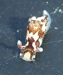 Ancula lentiginosa