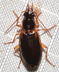 Cymindis limbata