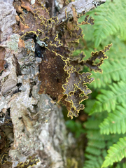 Pseudocyphellaria holarctica