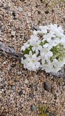 Zephyra compacta
