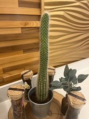 Nyctocereus