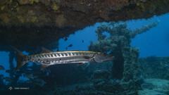 Sphyraena barracuda