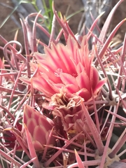 Ferocactus peninsulae