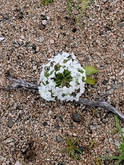 Zephyra compacta
